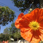 Iceland Poppy in Orange County