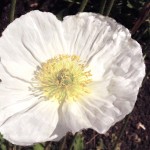 Spring Landscaping White Poppy