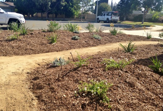 Drought Tolerant Landscape