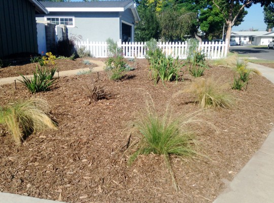 Drought Tolerant Landscape Rebate Programs