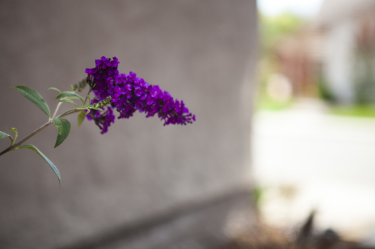 Drought Resistant Plant Installation