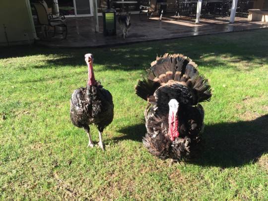 Happy Thanksgiving Turkeys