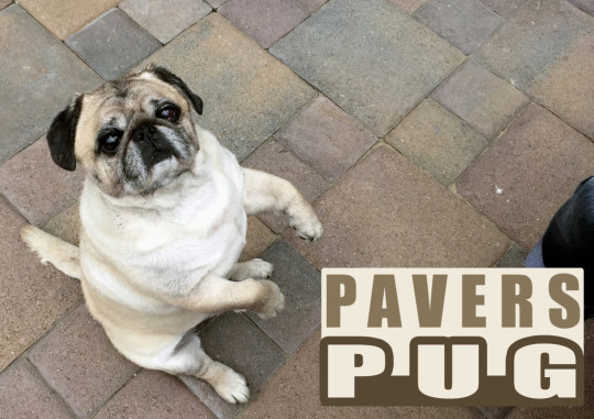 Cute Dog Landscape Pavers Orange County