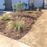 Xeriscape with Fountain grass getting established (photo credit: TRU Landscape Services)