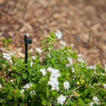 White Lantana (Picture by TRU Landscape Services)