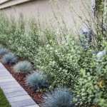 Blue Fescue in a planter (Picture by TRU Landscape Services)