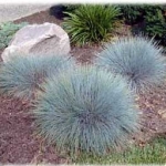 Blue Fescue