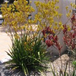 Yellow Kangaroo Paw