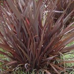 Dwarf Brown Flax