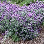 Spanish Lavender