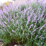 Mexican Bush Sage