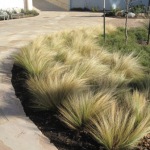 Mexican Feather Grass