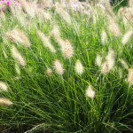 Fountain Grass