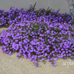 Purple Lantana