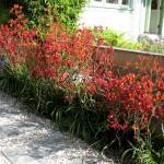 Red kangaroo Paw 