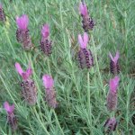 Spanish Lavender Flowers