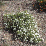 White Lantana